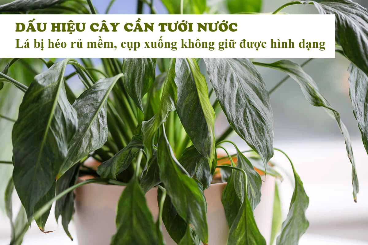 100+ Hình Ảnh Cây Thiếu Nước 2026 - Bộ Sưu Tập Đẹp Nhất, Siêu Đậm Chất Lượng, Dễ Dàng Tải 100+ Hình Ảnh Cây Thiếu Nước 2026 - Bộ Sưu Tập Đẹp Nhất, Siêu Đậm Chất Lượng, Dễ Dàng Tải