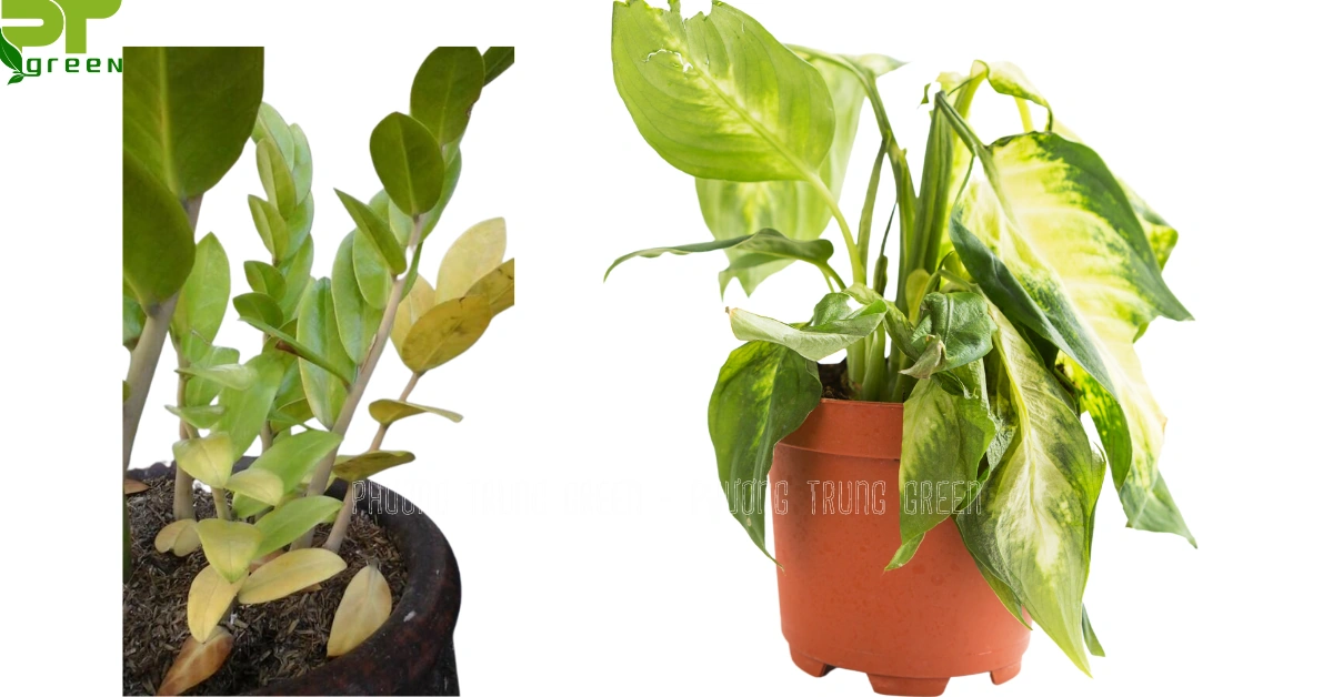 100+ Hình Ảnh Cây Thiếu Nước 2026 - Bộ Sưu Tập Đẹp Nhất, Siêu Đậm Chất Lượng, Dễ Dàng Tải 100+ Hình Ảnh Cây Thiếu Nước 2026 - Bộ Sưu Tập Đẹp Nhất, Siêu Đậm Chất Lượng, Dễ Dàng Tải