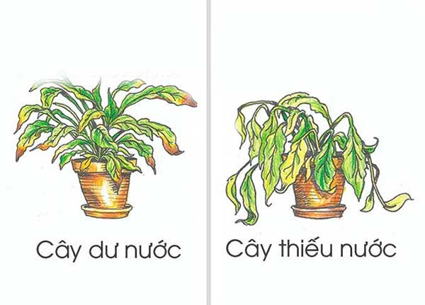 100+ Hình Ảnh Cây Thiếu Nước 2026 - Bộ Sưu Tập Đẹp Nhất, Siêu Đậm Chất Lượng, Dễ Dàng Tải 100+ Hình Ảnh Cây Thiếu Nước 2026 - Bộ Sưu Tập Đẹp Nhất, Siêu Đậm Chất Lượng, Dễ Dàng Tải