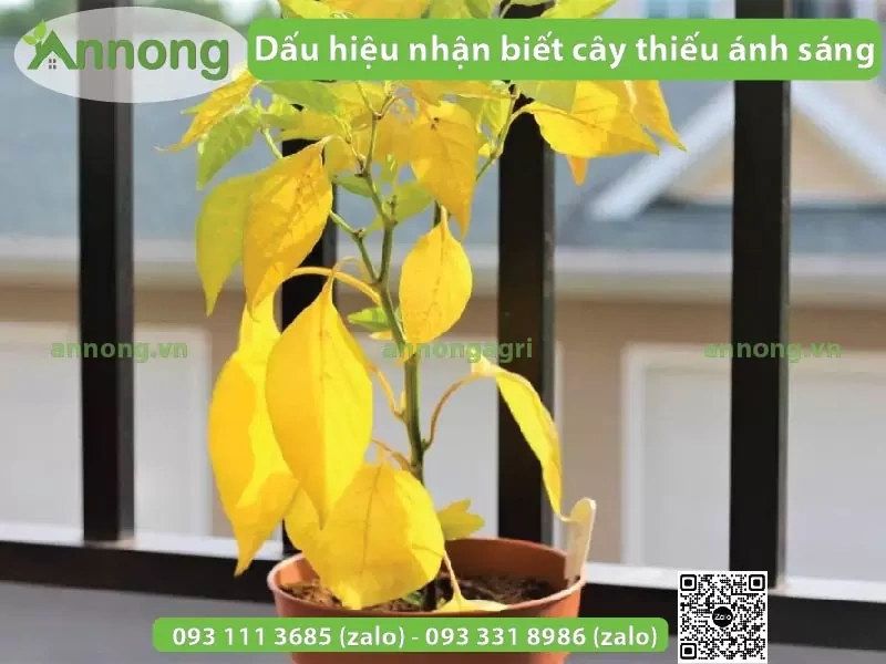 100+ Hình Ảnh Cây Thiếu Nước 2026 - Bộ Sưu Tập Đẹp Nhất, Siêu Đậm Chất Lượng, Dễ Dàng Tải 100+ Hình Ảnh Cây Thiếu Nước 2026 - Bộ Sưu Tập Đẹp Nhất, Siêu Đậm Chất Lượng, Dễ Dàng Tải