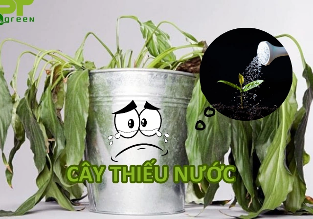 100+ Hình Ảnh Cây Thiếu Nước 2026 - Bộ Sưu Tập Đẹp Nhất, Siêu Đậm Chất Lượng, Dễ Dàng Tải 100+ Hình Ảnh Cây Thiếu Nước 2026 - Bộ Sưu Tập Đẹp Nhất, Siêu Đậm Chất Lượng, Dễ Dàng Tải