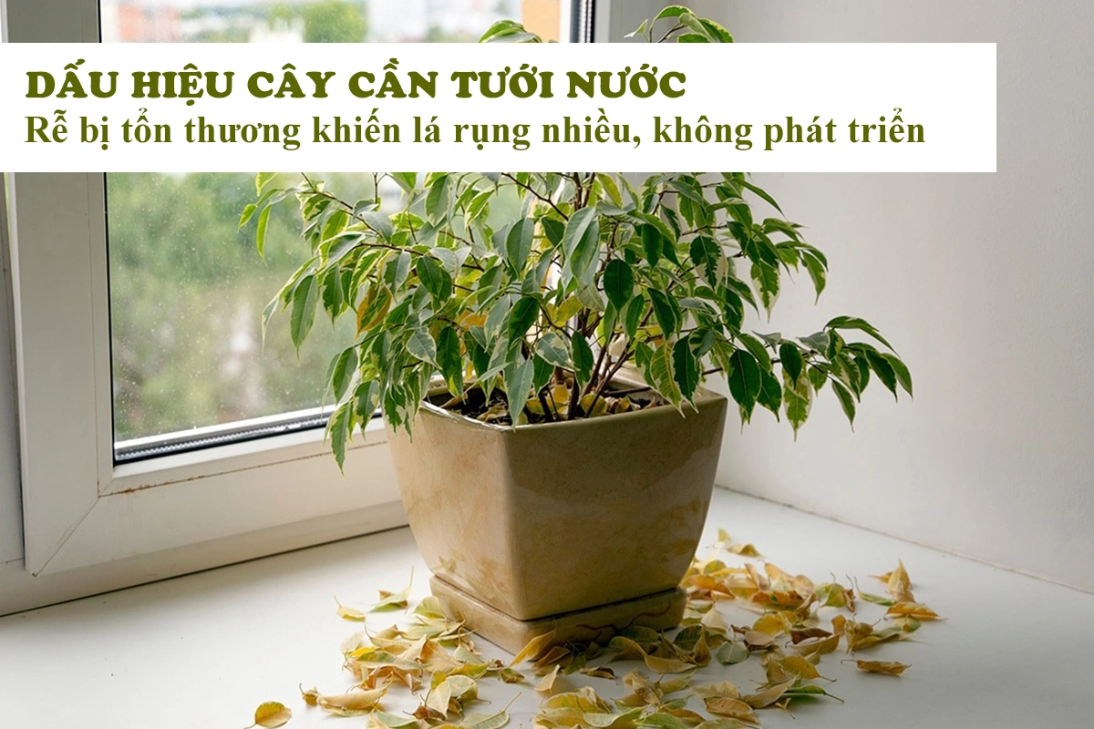 100+ Hình Ảnh Cây Thiếu Nước 2026 - Bộ Sưu Tập Đẹp Nhất, Siêu Đậm Chất Lượng, Dễ Dàng Tải 100+ Hình Ảnh Cây Thiếu Nước 2026 - Bộ Sưu Tập Đẹp Nhất, Siêu Đậm Chất Lượng, Dễ Dàng Tải