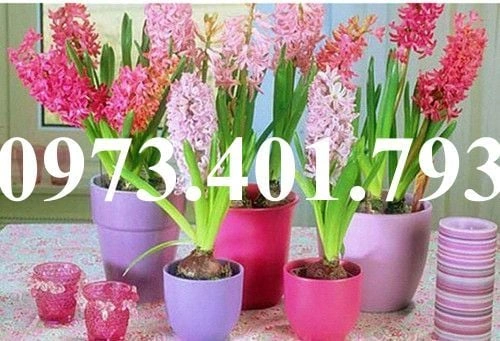 100+ Hình Ảnh Cây Tiên Ông 2026 Đẹp Nhất, Bạn Đã Xem Chưa?