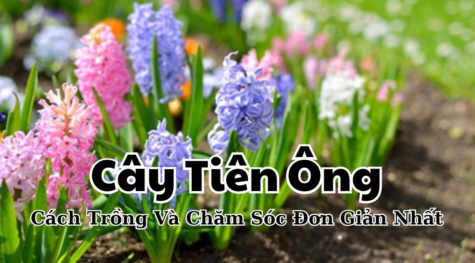 100+ Hình Ảnh Cây Tiên Ông 2026 Đẹp Nhất, Bạn Đã Xem Chưa?