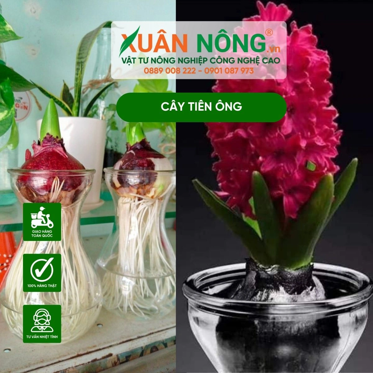 100+ Hình Ảnh Cây Tiên Ông 2026 Đẹp Nhất, Bạn Đã Xem Chưa?