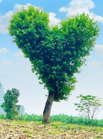 100+ Hình Ảnh Cây Trái Tim Đẹp 2026 – Bộ Sưu Tập Wallpaper, Avatar, Nền Điện Thoại Độc Đáo