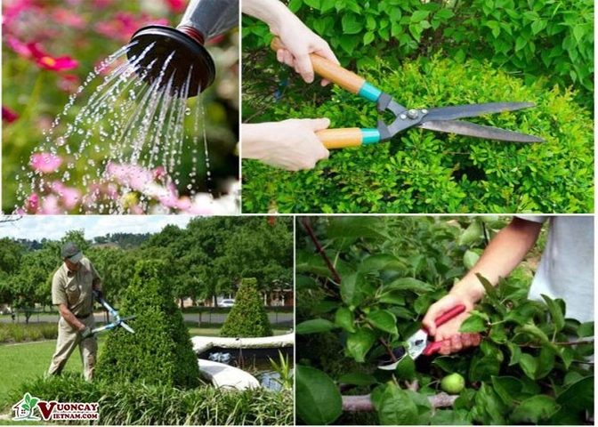 100+ Hình Ảnh Chăm Sóc Cây Trồng 2026 - Bộ Sưu Tập Đẹp Nhất, Đầy Đủ Mọi Nhu Cầu 100+ Hình Ảnh Chăm Sóc Cây Trồng 2026 - Bộ Sưu Tập Đẹp Nhất, Đầy Đủ Mọi Nhu Cầu