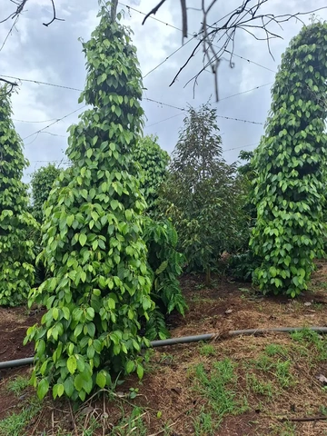 100+ Hình Ảnh Chăm Sóc Cây Trồng 2026 - Bộ Sưu Tập Đẹp Nhất, Đầy Đủ Mọi Nhu Cầu 100+ Hình Ảnh Chăm Sóc Cây Trồng 2026 - Bộ Sưu Tập Đẹp Nhất, Đầy Đủ Mọi Nhu Cầu