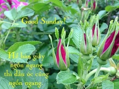 Hình Ảnh Chào Buổi Sáng Chủ Nhật: Bộ Sưu Tập Đẹp Nhất, Lời Chúc Ý Nghĩa & Cách Sử Dụng Cho Mọi Đối Tượng Hình Ảnh Chào Buổi Sáng Chủ Nhật: Bộ Sưu Tập Đẹp Nhất, Lời Chúc Ý Nghĩa & Cách Sử Dụng Cho Mọi Đối Tượng