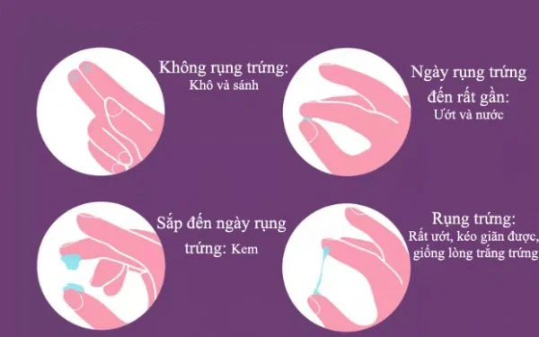Hình Ảnh Chất Nhầy Khi Rụng Trứng: Cách Nhận Biết, Thời Gian Xuất Hiện & Ý Nghĩa Cho Phụ Nữ Muốn Mang Thai Hình Ảnh Chất Nhầy Khi Rụng Trứng: Cách Nhận Biết, Thời Gian Xuất Hiện & Ý Nghĩa Cho Phụ Nữ Muốn Mang Thai