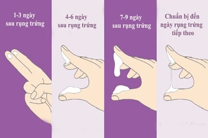 Hình Ảnh Chất Nhầy Khi Rụng Trứng: Cách Nhận Biết, Thời Gian Xuất Hiện & Ý Nghĩa Cho Phụ Nữ Muốn Mang Thai Hình Ảnh Chất Nhầy Khi Rụng Trứng: Cách Nhận Biết, Thời Gian Xuất Hiện & Ý Nghĩa Cho Phụ Nữ Muốn Mang Thai