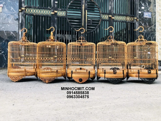 100+ Hình Ảnh Chim Chích Chòe Lửa 2026 - Bộ Sưu Tập Đẹp Nhất, Đầy Màu Sắc Độc Đáo