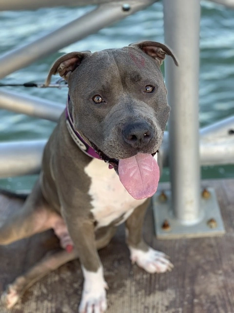 100+ Hình Ảnh Chó Pitbull Đẹp 2026 – Bộ Sưu Tập Đỉnh Cao, Bạn Đã Xem Chưa?