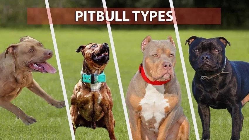 100+ Hình Ảnh Chó Pitbull Đẹp 2026 – Bộ Sưu Tập Đỉnh Cao, Bạn Đã Xem Chưa?