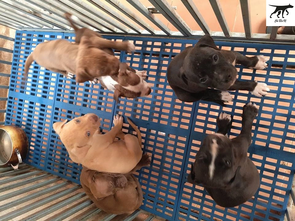 100+ Hình Ảnh Chó Pitbull Đẹp 2026 – Bộ Sưu Tập Đỉnh Cao, Bạn Đã Xem Chưa?