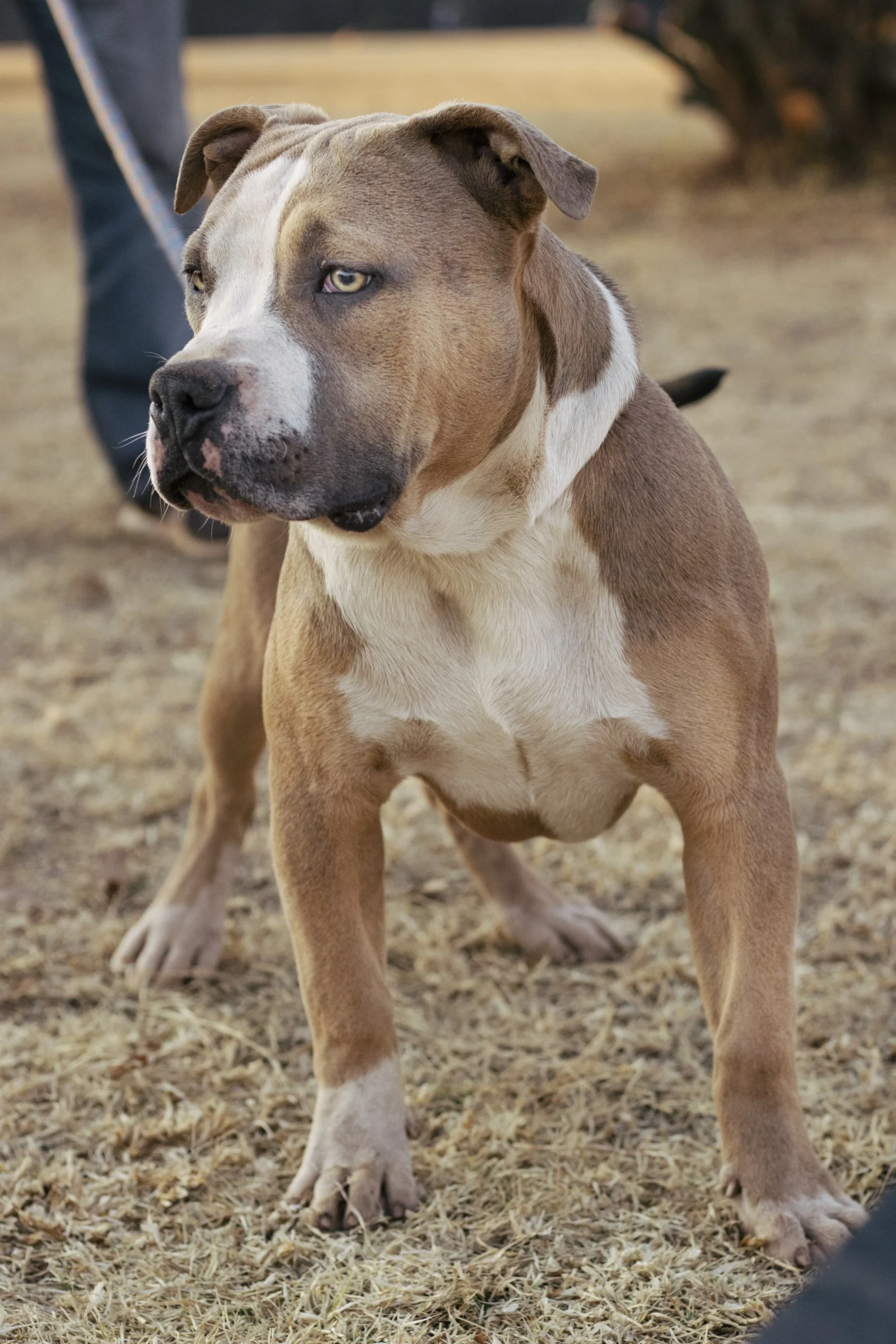 100+ Hình Ảnh Chó Pitbull Đẹp 2026 – Bộ Sưu Tập Đỉnh Cao, Bạn Đã Xem Chưa?
