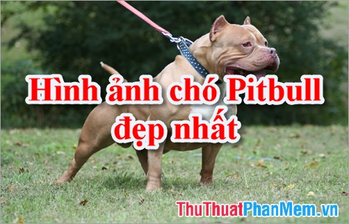 100+ Hình Ảnh Chó Pitbull Đẹp 2026 – Bộ Sưu Tập Đỉnh Cao, Bạn Đã Xem Chưa?