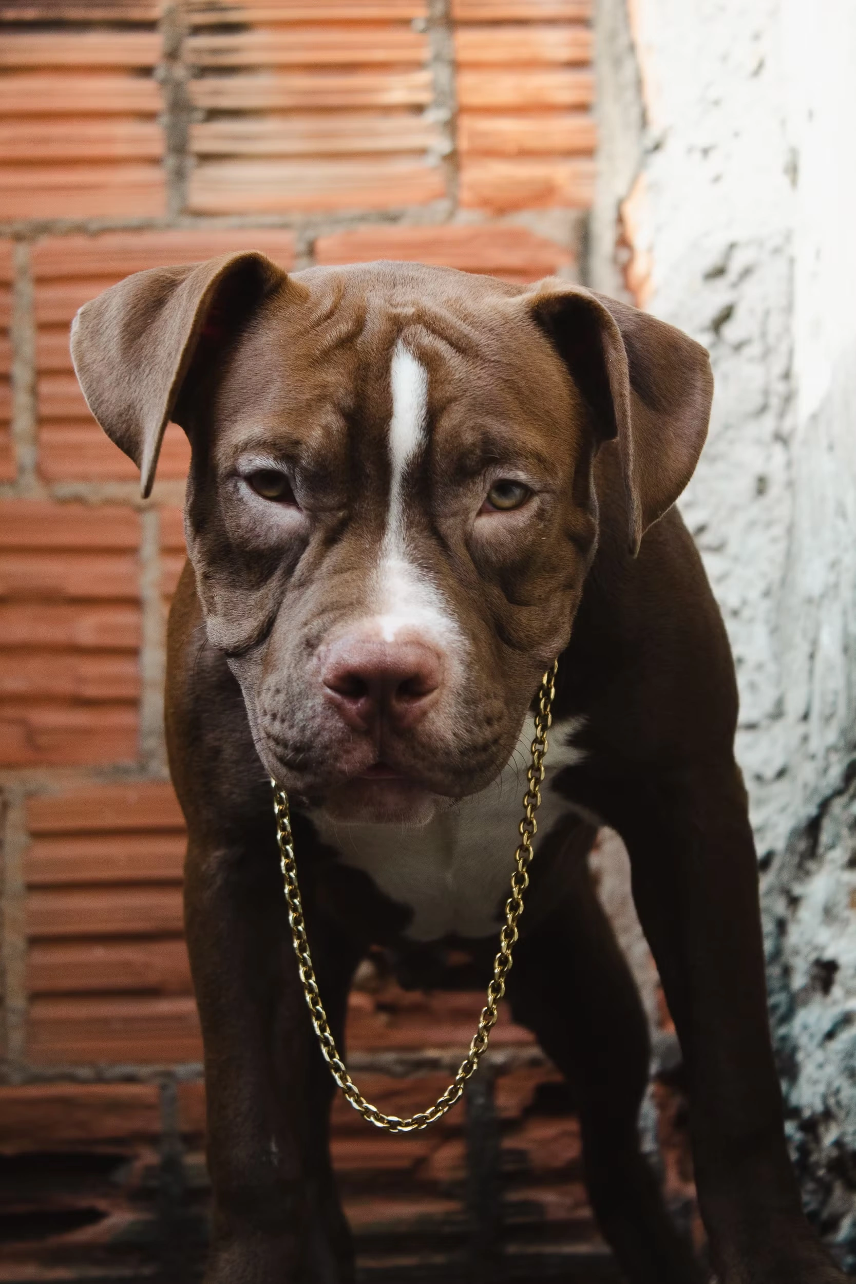 100+ Hình Ảnh Chó Pitbull Đẹp 2026 – Bộ Sưu Tập Đỉnh Cao, Bạn Đã Xem Chưa?
