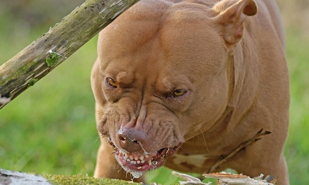 100+ Hình Ảnh Chó Pitbull Đẹp 2026 – Bộ Sưu Tập Đỉnh Cao, Bạn Đã Xem Chưa?