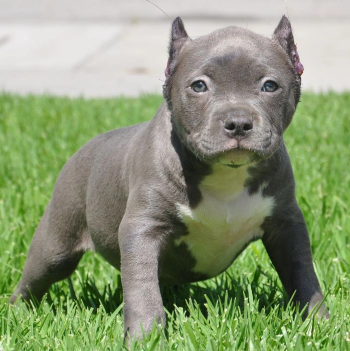 100+ Hình Ảnh Chó Pitbull Đẹp 2026 – Bộ Sưu Tập Đỉnh Cao, Bạn Đã Xem Chưa?