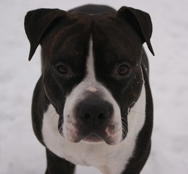 100+ Hình Ảnh Chó Pitbull Đẹp 2026 – Bộ Sưu Tập Đỉnh Cao, Bạn Đã Xem Chưa?