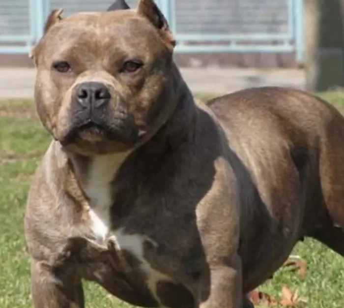 100+ Hình Ảnh Chó Pitbull Đẹp 2026 – Bộ Sưu Tập Đỉnh Cao, Bạn Đã Xem Chưa?