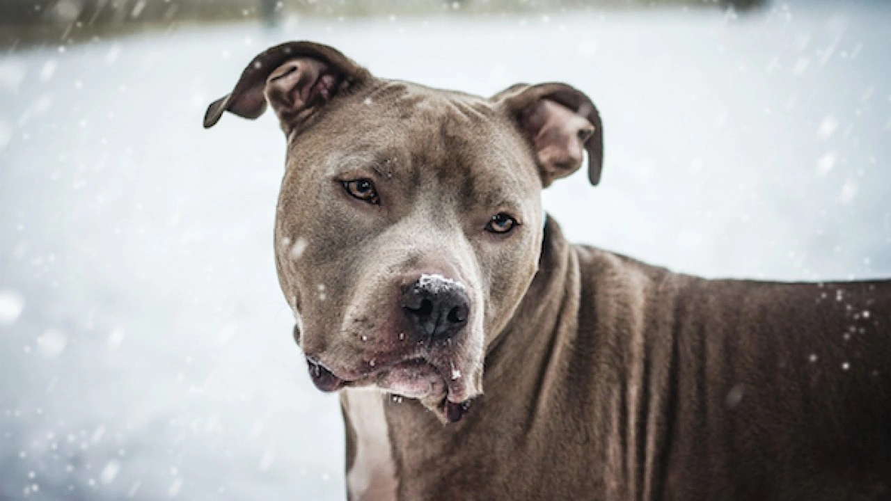 100+ Hình Ảnh Chó Pitbull Đẹp 2026 – Bộ Sưu Tập Đỉnh Cao, Bạn Đã Xem Chưa?