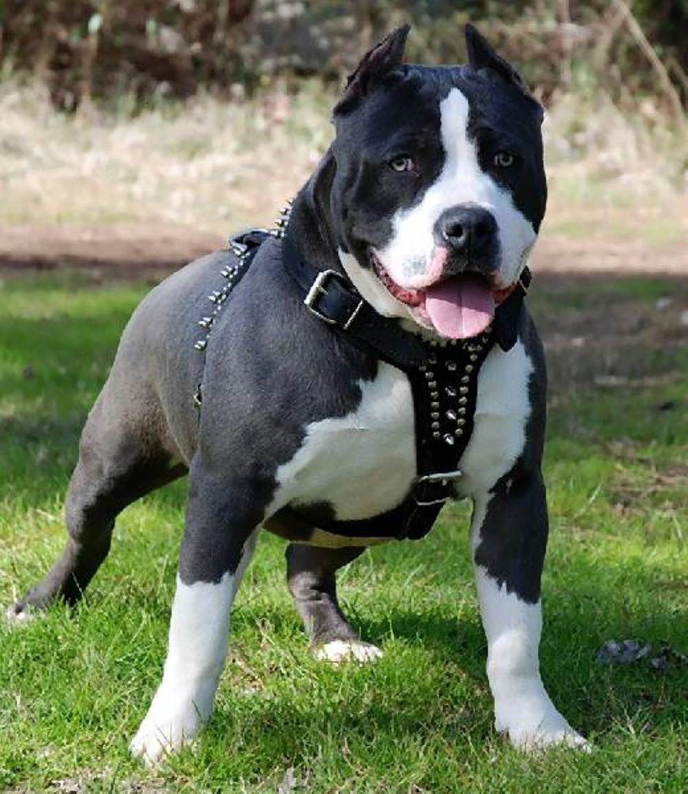 100+ Hình Ảnh Chó Pitbull Đẹp 2026 – Bộ Sưu Tập Đỉnh Cao, Bạn Đã Xem Chưa?