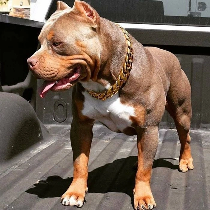 100+ Hình Ảnh Chó Pitbull Đẹp 2026 – Bộ Sưu Tập Đỉnh Cao, Bạn Đã Xem Chưa?