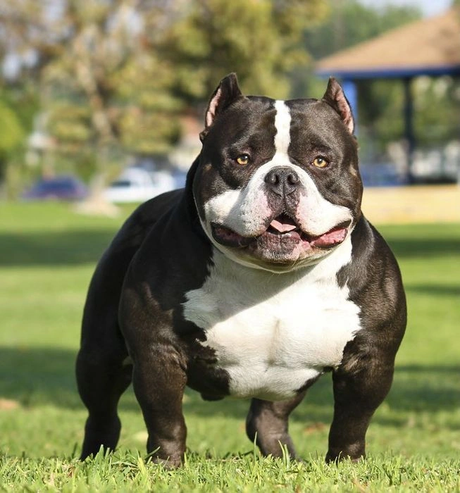 100+ Hình Ảnh Chó Pitbull Đẹp 2026 – Bộ Sưu Tập Đỉnh Cao, Bạn Đã Xem Chưa?