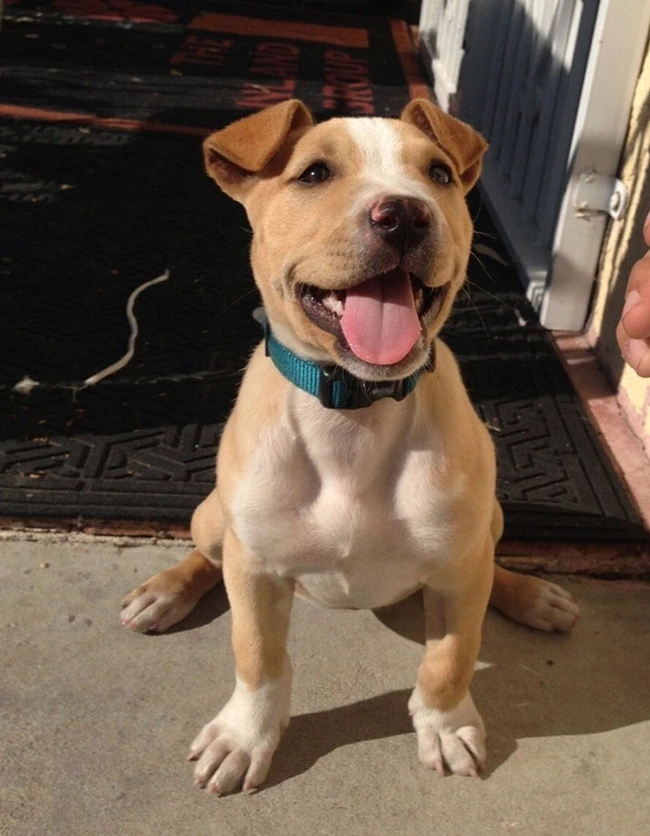 100+ Hình Ảnh Chó Pitbull Đẹp 2026 – Bộ Sưu Tập Đỉnh Cao, Bạn Đã Xem Chưa?