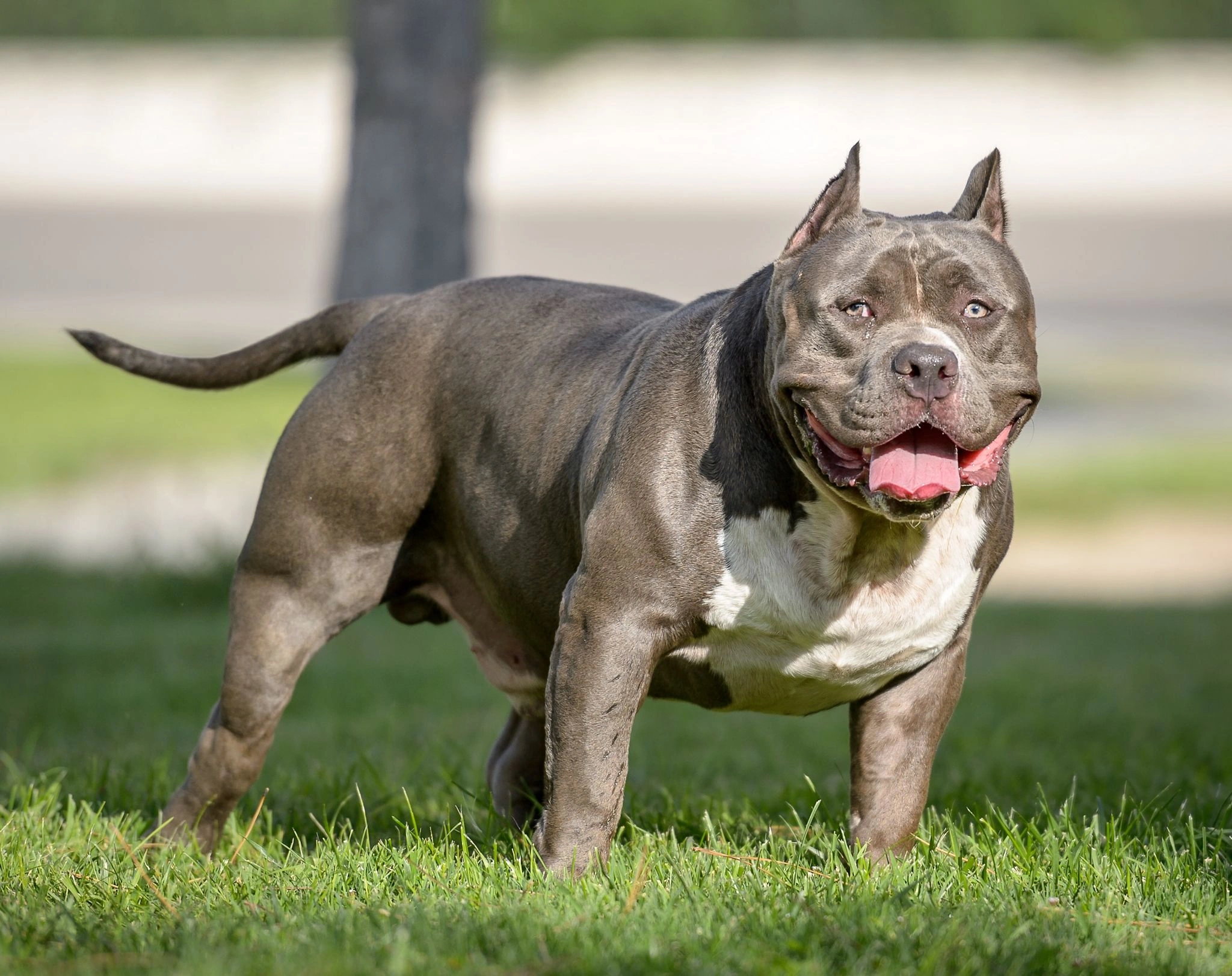 100+ Hình Ảnh Chó Pitbull Đẹp 2026 – Bộ Sưu Tập Đỉnh Cao, Bạn Đã Xem Chưa?