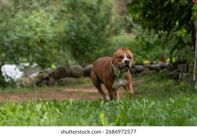 100+ Hình Ảnh Chó Pitbull Đẹp 2026 – Bộ Sưu Tập Đỉnh Cao, Bạn Đã Xem Chưa?