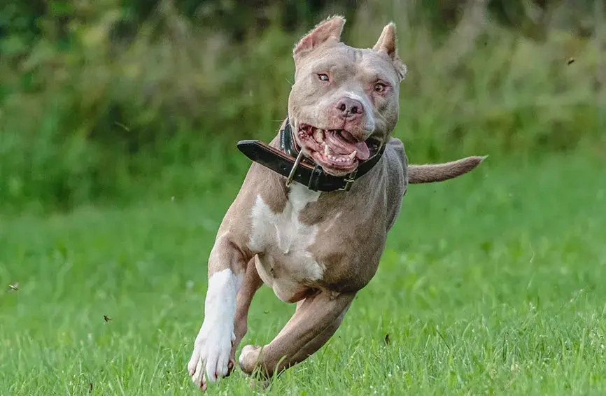 100+ Hình Ảnh Chó Pitbull Đẹp 2026 – Bộ Sưu Tập Đỉnh Cao, Bạn Đã Xem Chưa?