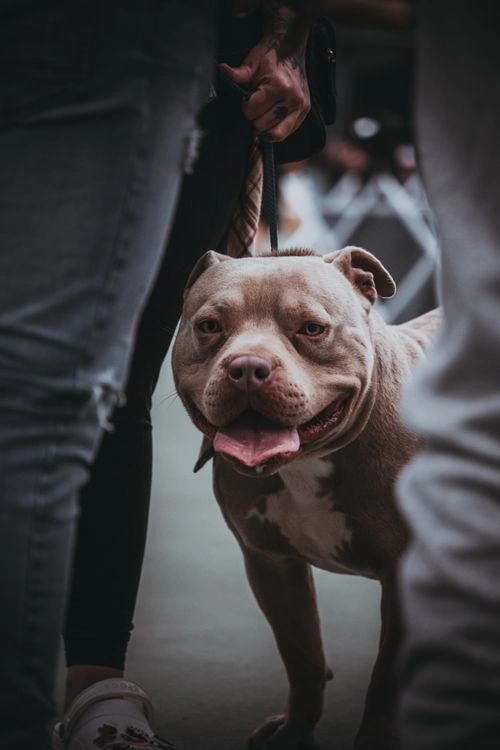 100+ Hình Ảnh Chó Pitbull Đẹp 2026 – Bộ Sưu Tập Đỉnh Cao, Bạn Đã Xem Chưa?