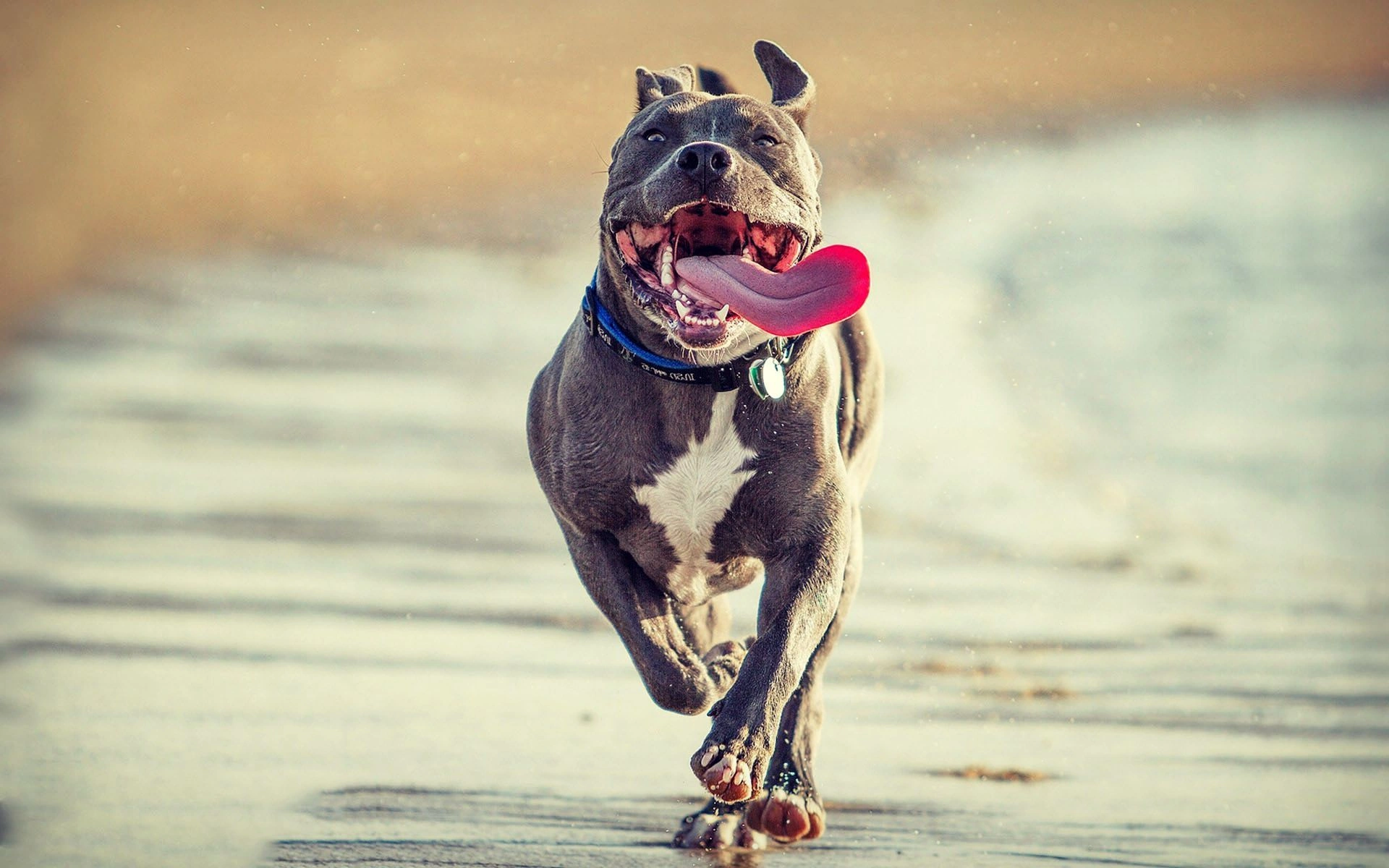 100+ Hình Ảnh Chó Pitbull Đẹp 2026 – Bộ Sưu Tập Đỉnh Cao, Bạn Đã Xem Chưa?