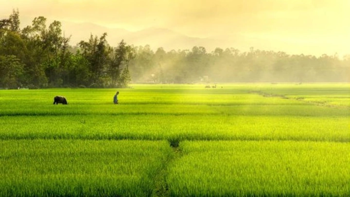 100+ Hình Ảnh Chủ Đề Quê Hương 2026 – Bộ Sưu Tập Đẹp Nhất Dành Cho Bạn