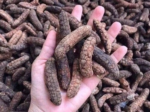 100+ Hình Ảnh Chuối Hột Rừng 2026 Siêu Đẹp, Tải Ngay, Sử Dụng Nhanh? 100+ Hình Ảnh Chuối Hột Rừng 2026 Siêu Đẹp, Tải Ngay, Sử Dụng Nhanh?