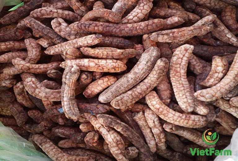 100+ Hình Ảnh Chuối Hột Rừng 2026 Siêu Đẹp, Tải Ngay, Sử Dụng Nhanh? 100+ Hình Ảnh Chuối Hột Rừng 2026 Siêu Đẹp, Tải Ngay, Sử Dụng Nhanh?