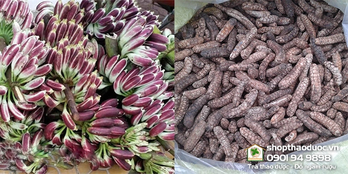 100+ Hình Ảnh Chuối Hột Rừng 2026 Siêu Đẹp, Tải Ngay, Sử Dụng Nhanh? 100+ Hình Ảnh Chuối Hột Rừng 2026 Siêu Đẹp, Tải Ngay, Sử Dụng Nhanh?