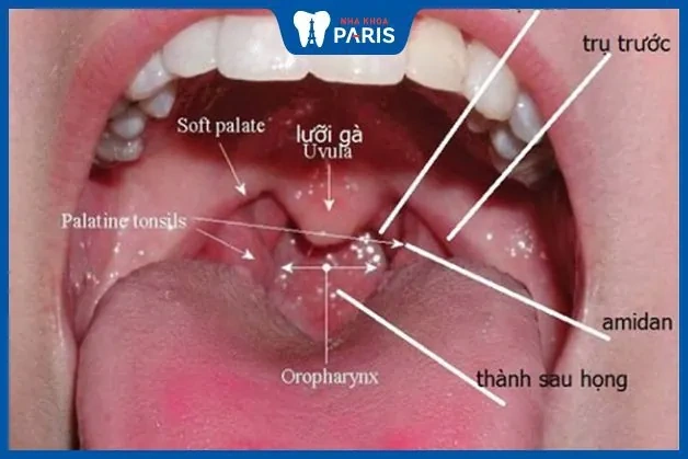 Hình Ảnh Cổ Họng Người Bình Thường: Đánh Giá, Nhận Diện & So Sánh Cho Người Tự Kiểm Tra Và Chuyên Gia Y Tế Hình Ảnh Cổ Họng Người Bình Thường: Đánh Giá, Nhận Diện & So Sánh Cho Người Tự Kiểm Tra Và Chuyên Gia Y Tế