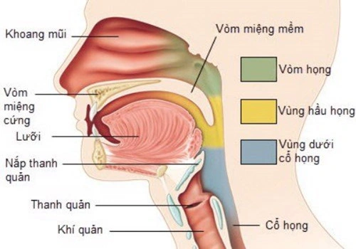 Hình Ảnh Cổ Họng Người Bình Thường: Đánh Giá, Nhận Diện & So Sánh Cho Người Tự Kiểm Tra Và Chuyên Gia Y Tế Hình Ảnh Cổ Họng Người Bình Thường: Đánh Giá, Nhận Diện & So Sánh Cho Người Tự Kiểm Tra Và Chuyên Gia Y Tế