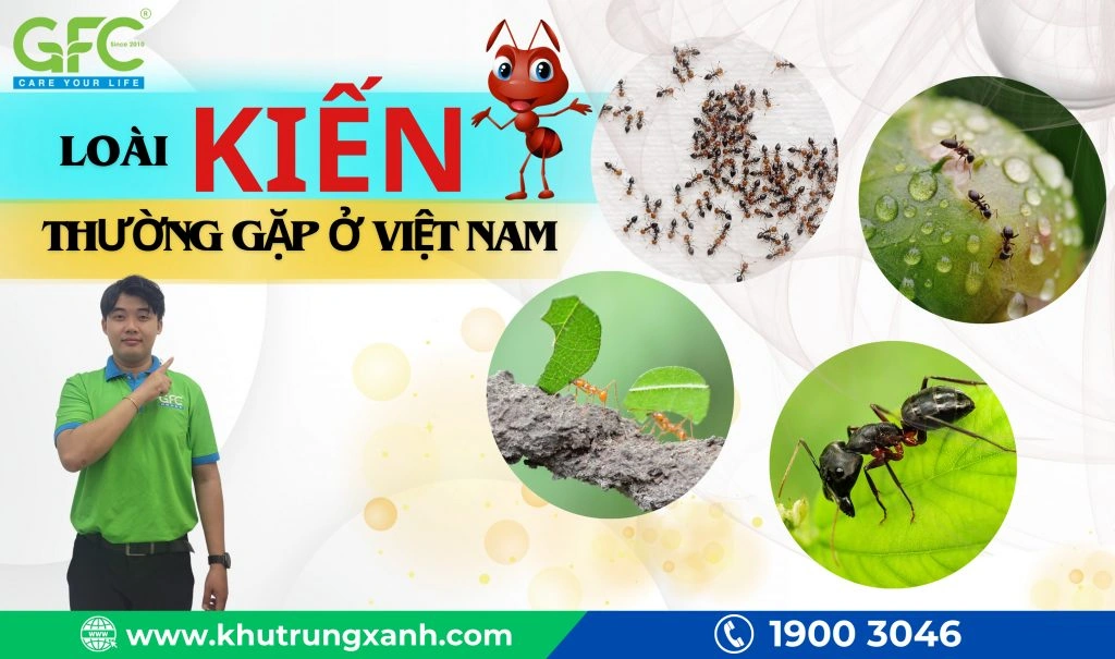 100+ Hình Ảnh Con Kiến Lửa Đầy Sắc Màu 2026 – Bạn Đã Sẵn Sàng Khám Phá Bộ Sưu Tập Độc Đáo Chưa? 100+ Hình Ảnh Con Kiến Lửa Đầy Sắc Màu 2026 – Bạn Đã Sẵn Sàng Khám Phá Bộ Sưu Tập Độc Đáo Chưa?