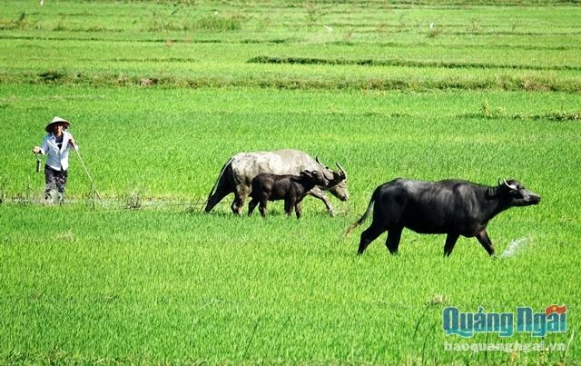 Hình Ảnh Con Trâu Trên Đồng Ruộng: Lịch Sử, Văn Hóa & Tầm Quan Trọng Đối Với Người Nông Dân Việt Nam Hình Ảnh Con Trâu Trên Đồng Ruộng: Lịch Sử, Văn Hóa & Tầm Quan Trọng Đối Với Người Nông Dân Việt Nam