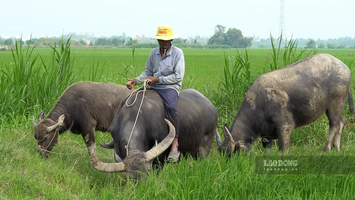 Hình Ảnh Con Trâu Trên Đồng Ruộng: Lịch Sử, Văn Hóa & Tầm Quan Trọng Đối Với Người Nông Dân Việt Nam Hình Ảnh Con Trâu Trên Đồng Ruộng: Lịch Sử, Văn Hóa & Tầm Quan Trọng Đối Với Người Nông Dân Việt Nam
