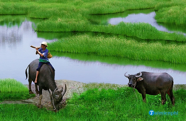 Hình Ảnh Con Trâu Trên Đồng Ruộng: Lịch Sử, Văn Hóa & Tầm Quan Trọng Đối Với Người Nông Dân Việt Nam Hình Ảnh Con Trâu Trên Đồng Ruộng: Lịch Sử, Văn Hóa & Tầm Quan Trọng Đối Với Người Nông Dân Việt Nam