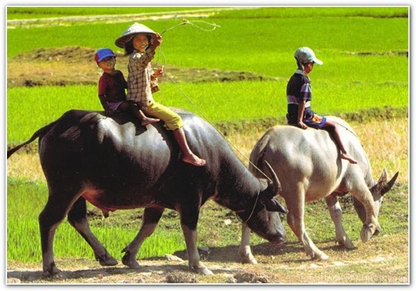 Hình Ảnh Con Trâu Trên Đồng Ruộng: Lịch Sử, Văn Hóa & Tầm Quan Trọng Đối Với Người Nông Dân Việt Nam Hình Ảnh Con Trâu Trên Đồng Ruộng: Lịch Sử, Văn Hóa & Tầm Quan Trọng Đối Với Người Nông Dân Việt Nam