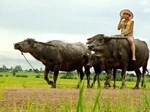 Hình Ảnh Con Trâu Trên Đồng Ruộng: Lịch Sử, Văn Hóa & Tầm Quan Trọng Đối Với Người Nông Dân Việt Nam Hình Ảnh Con Trâu Trên Đồng Ruộng: Lịch Sử, Văn Hóa & Tầm Quan Trọng Đối Với Người Nông Dân Việt Nam