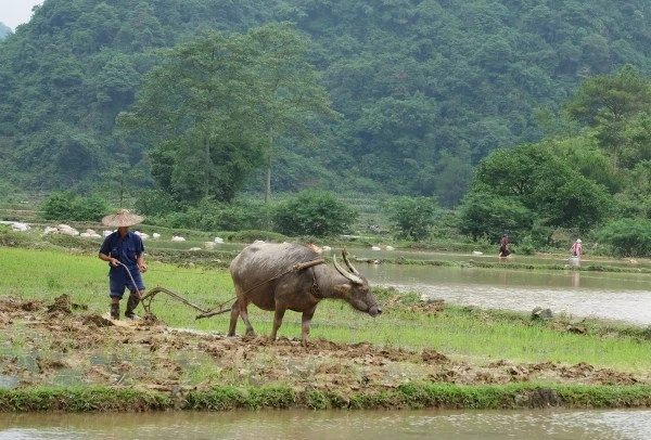 Hình Ảnh Con Trâu Trên Đồng Ruộng: Lịch Sử, Văn Hóa & Tầm Quan Trọng Đối Với Người Nông Dân Việt Nam Hình Ảnh Con Trâu Trên Đồng Ruộng: Lịch Sử, Văn Hóa & Tầm Quan Trọng Đối Với Người Nông Dân Việt Nam