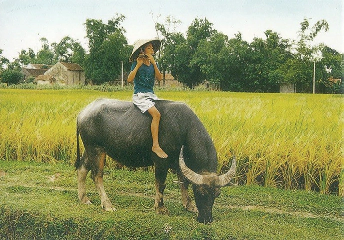 Hình Ảnh Con Trâu Trên Đồng Ruộng: Lịch Sử, Văn Hóa & Tầm Quan Trọng Đối Với Người Nông Dân Việt Nam Hình Ảnh Con Trâu Trên Đồng Ruộng: Lịch Sử, Văn Hóa & Tầm Quan Trọng Đối Với Người Nông Dân Việt Nam